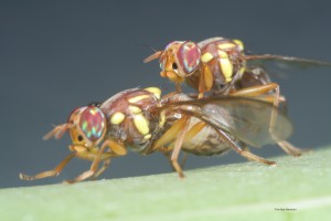 mating from side