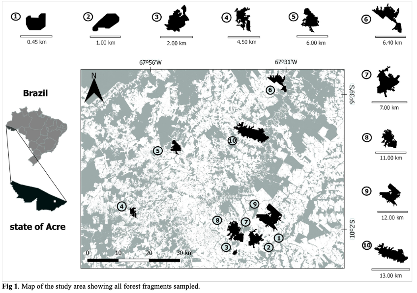 Structural Stability of Ant-plant Mutualistic Networks Mediated by Extrafloral Nectaries: Looking at the Effects of Forest Fragmentation in the Brazilian Amazon