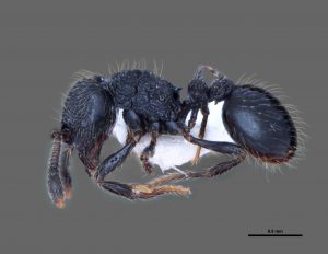 https://www.researchgate.net/publication/321418931_Adelomyrmex_dorae_sp_nov_Garcia-Martinez_Hymenoptera_Formicidae_A_New_Species_Supported_by_Parsimony_Analysis_of_Morphological_Characters