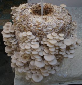 pleurotus