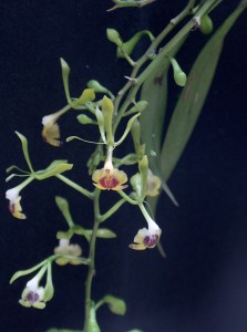 Epidendrum atroscriptum THO 1949_TK