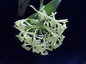 Epidendrum chlorocorymbos_TK