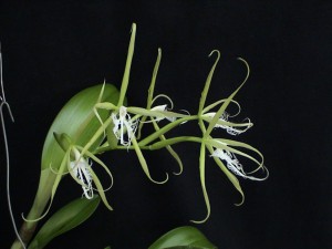 Epidendrum ciliare_TK