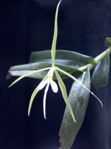 Epidendrum nocturnum_TK