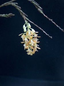 Epidendrum polyanthum THO 2107_TK
