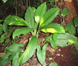 Spathiphyllum ortgiesii