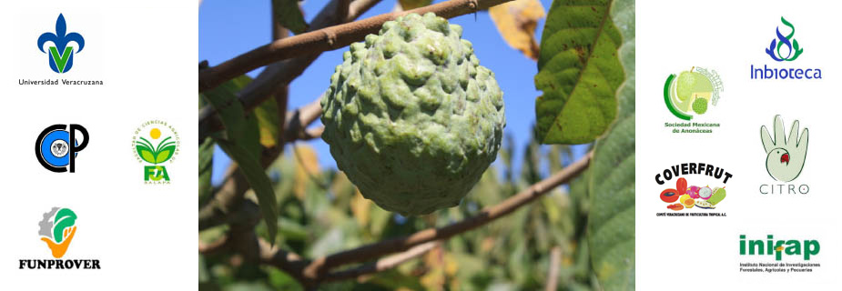 anonaceas3