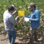 Imagen Contribuyendo al manejo integrado de los trips fitófagos