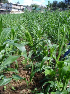 Viaje a Huayacocotla, Grupo 501