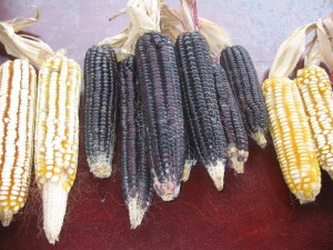 “Primer Foro Regional: Identidades del Maíz”, en El Arenal, Mpio. De Espinal, Ver., 26nov2009