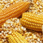 Imagen UV e instituto francés investigan mutación genética del maíz