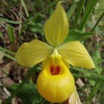 Imagen Estudiante de Biología UV censa orquídea amenazada
