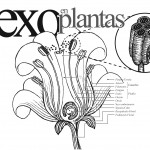 Imagen Sexo en plantas