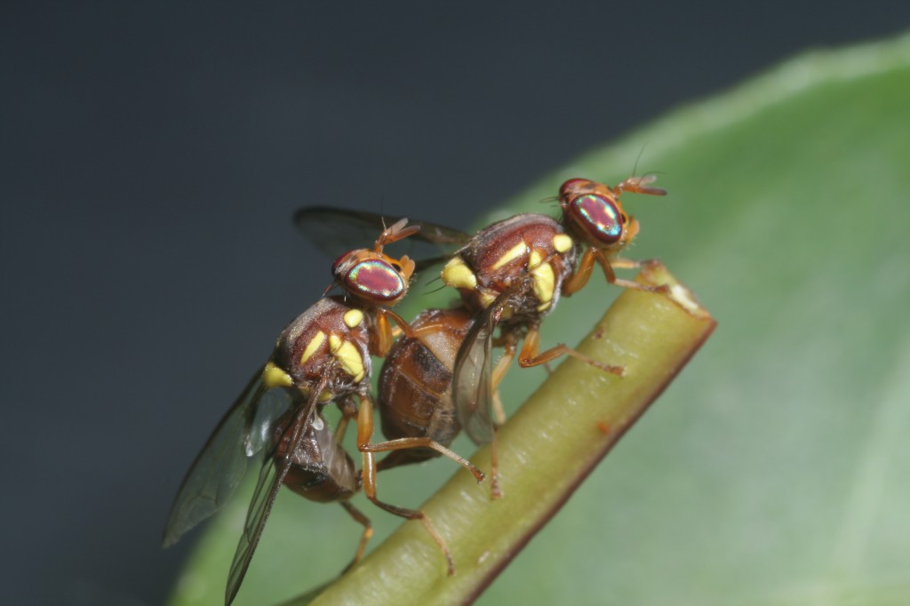 apareamiento de Bactrocera tryoni
