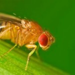 Imagen De amor, plaguicidas y otros demonios