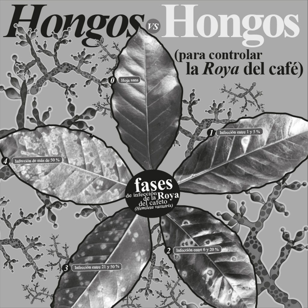 CienciaYLuz-HongosVSHongos