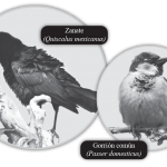 Imagen AVES INVASIVAS  (Conquistando nuevos espacios)