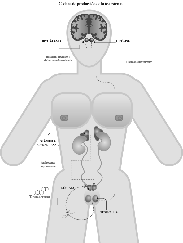 029-TESTOSTERONA-CUADRO 1