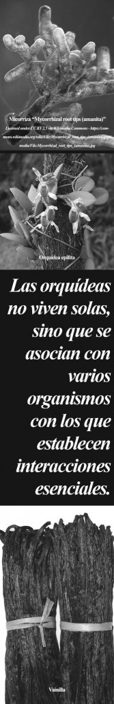 004-CYL-SOCIOS DE LS ORQUIDEAS-BALAZO-01