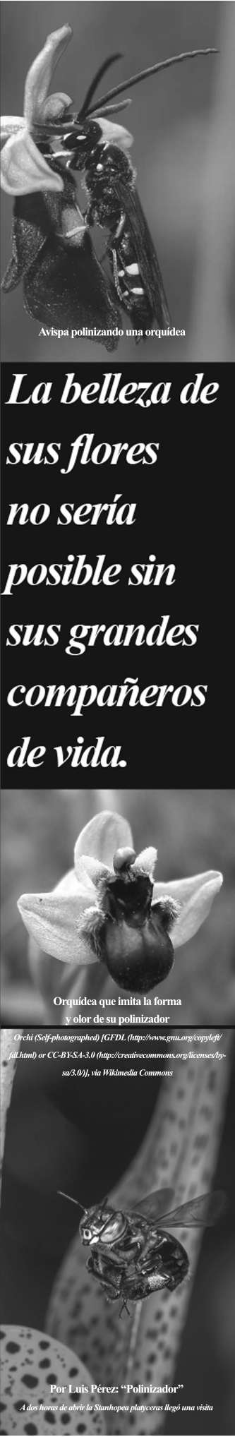 004-CYL-SOCIOS DE LS ORQUIDEAS-BALAZO-02