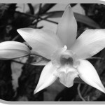 Imagen LIRIO DE TODOS SANTOS  (Tradición y conservación)