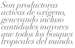 009-CYL-DIATOMEAS-BALAZO-01