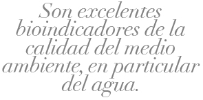 009-CYL-DIATOMEAS-BALAZO-02