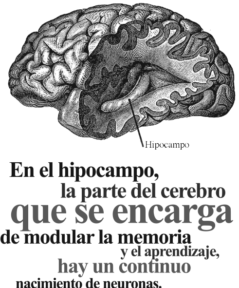 010-CYL-NEUROGENESIS-BALAZO-01