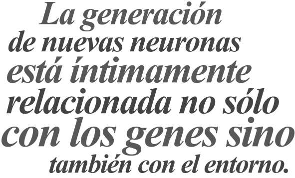 010-CYL-NEUROGENESIS-BALAZO-02