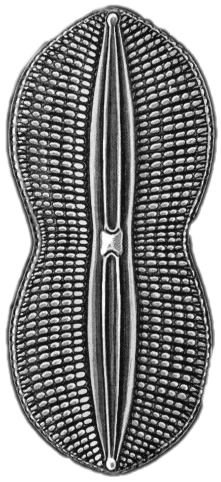 DIATOMEA 03