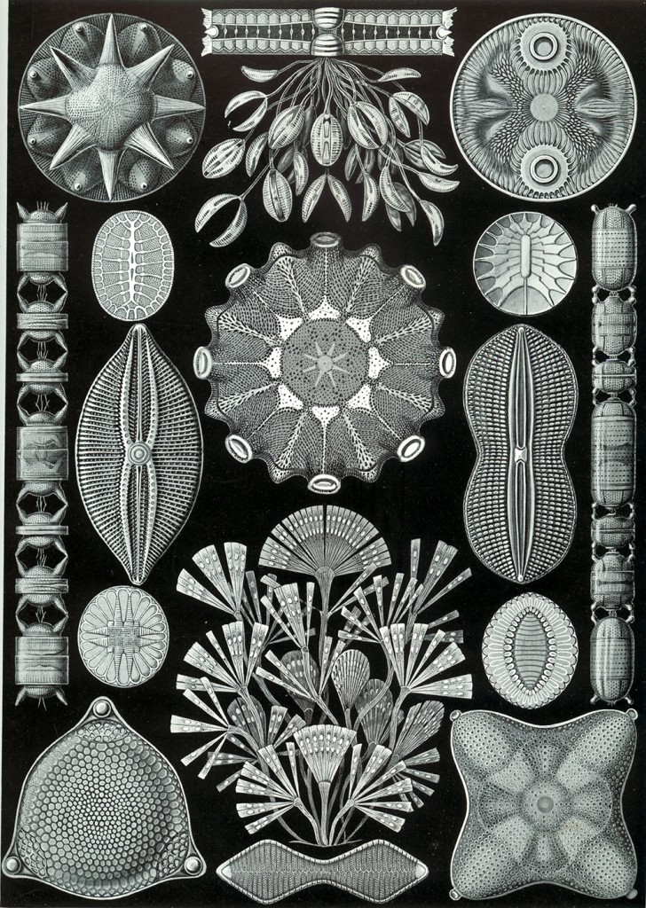 Haeckel_Diatomea