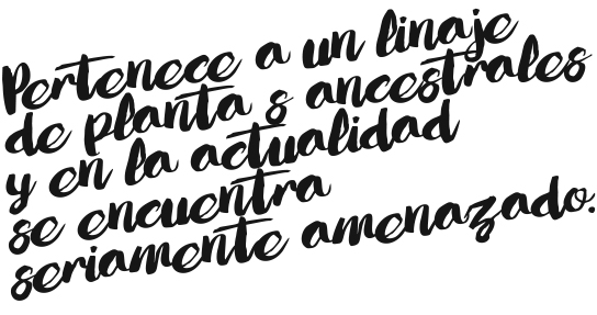 017-CYL-EL ZONGON-BALAZO-01