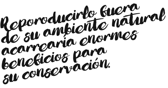 017-CYL-EL ZONGON-BALAZO-02