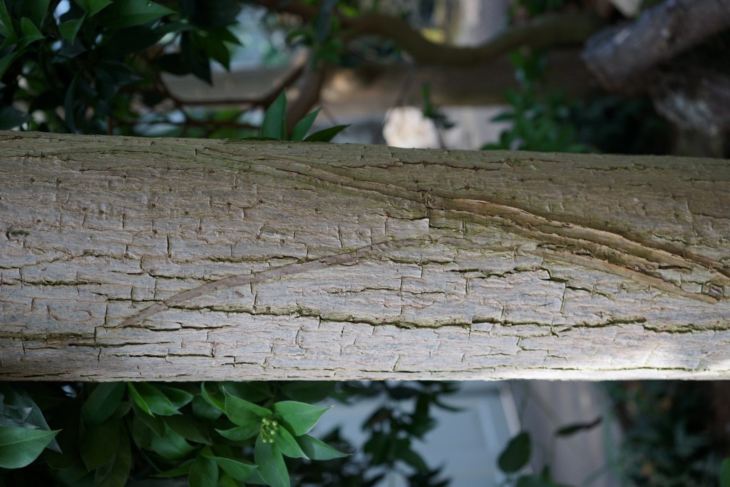 Cedrela_odorata_trunk