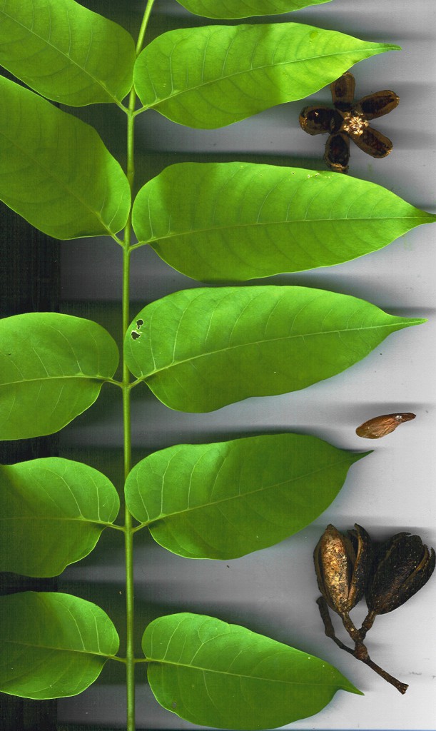 Starr_030807-9001_Cedrela_odorata