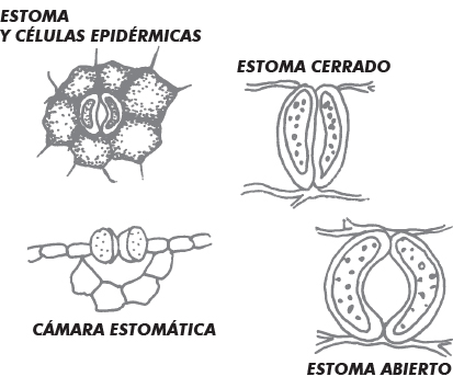 021-CYL-LAS PLANTAS DEL FUTURO-CUADRO-01