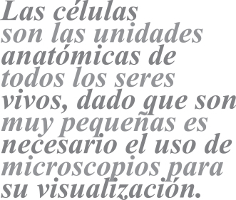 033-CYL-MICROSCOPIA-BALAZO-02