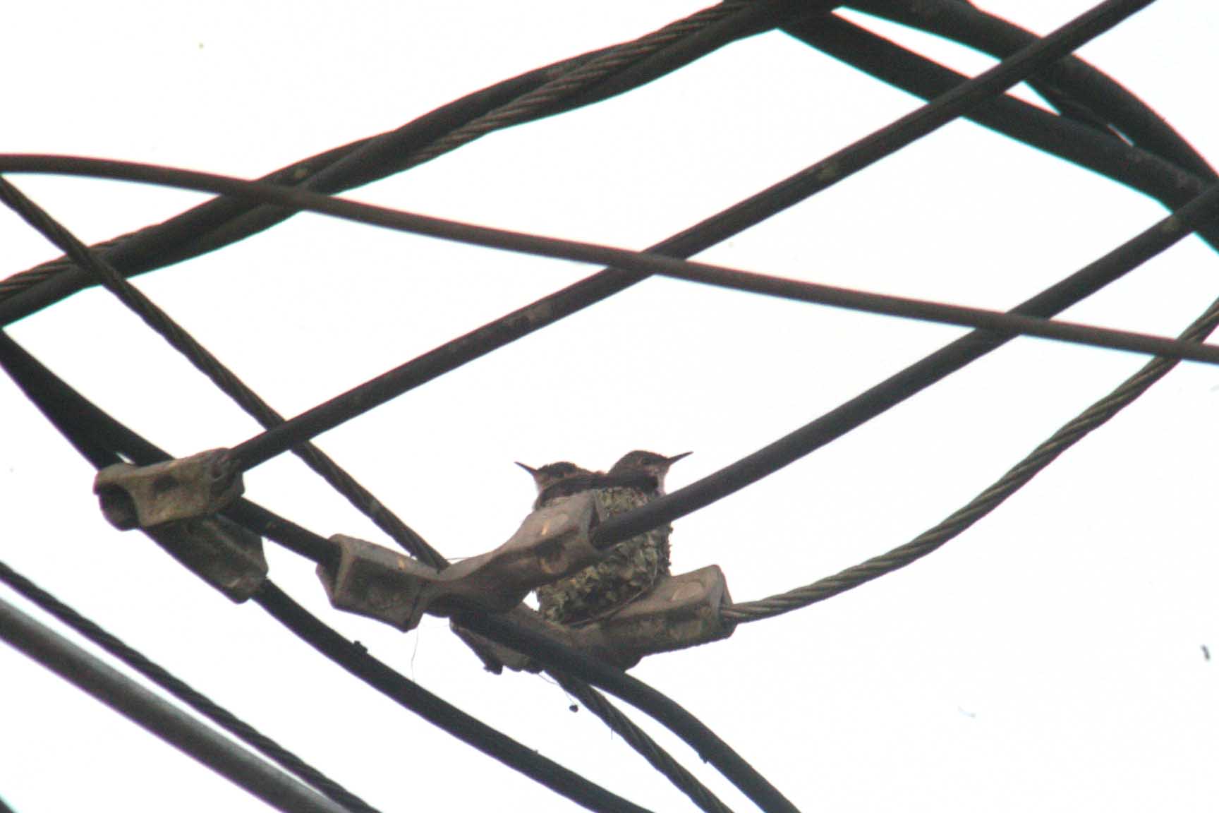 Nido de colibrí corona azul.