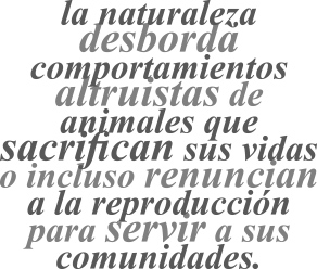 038-cyl-altruismo-balazo-02