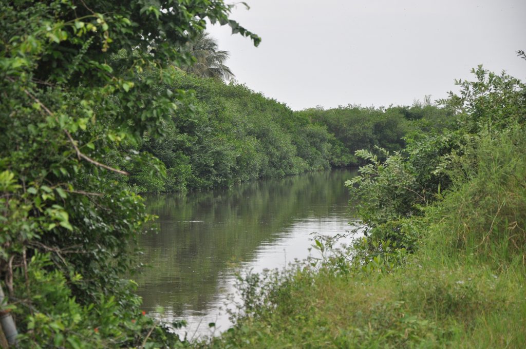 Panorámica del hábitat donde regularmente se encuentran las tortugas japonesas de manera silvestre.