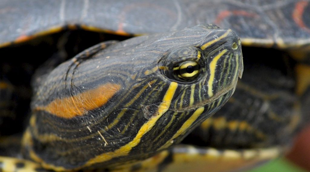 Imagen donde se aprecia la línea horizontal del ojo que distingue a las “tortugas japonesas “.