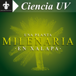 Imagen UNA PLANTA MILENARIA EN XALAPA