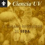 Imagen EL GUSANO PRODUCTOR DE SEDA