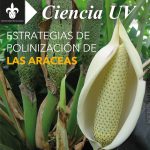 Imagen ESTRATEGIAS DE POLINIZACIÓN EN LAS ARÁCEAS