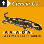 Imagen Salamandras: la comidilla del jardín