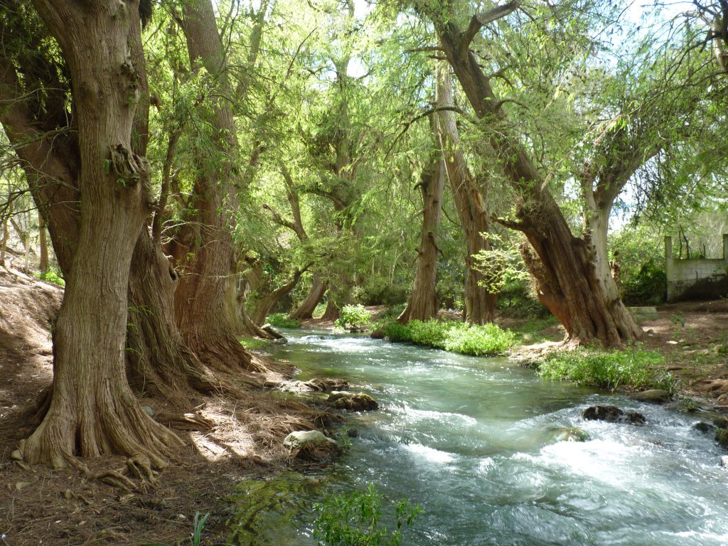 Ahuhuetes al interior del área natural protegida Cañón del Río Blanco