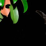 Imagen Investigadora UV explica importancia de los murciélagos
