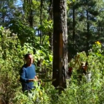 Imagen Documental «Manejo Forestal Comunitario: sus orígenes en México»