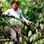 Imagen Producción de cacao a nivel nacional ha disminuido: investigadores