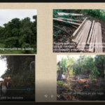 Imagen Participación de la Dra. Patricia Gerez en curso internacional sobre experiencias de gobernanza de los bosques en América Latina